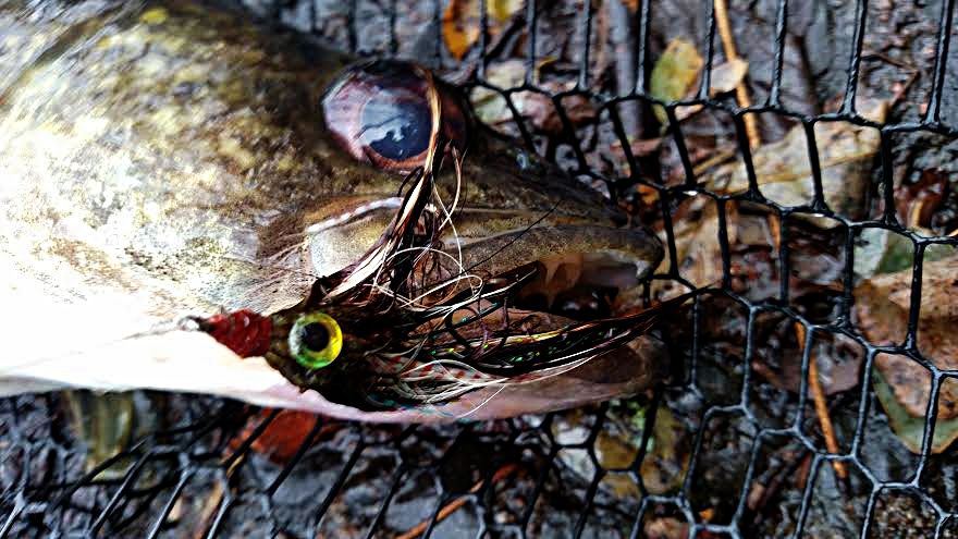 Scales, Teeth, and a Fly Rod by Mark Usyk