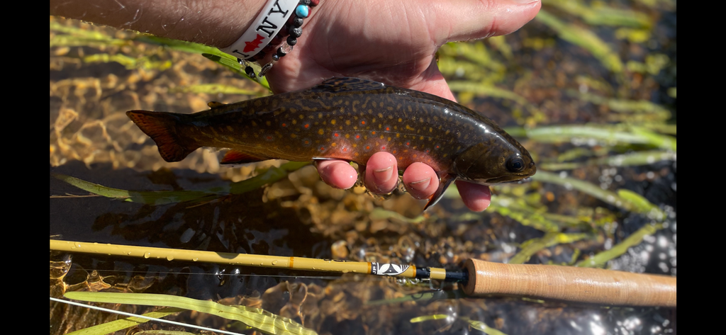 Trout Camp and Breakfast Beers