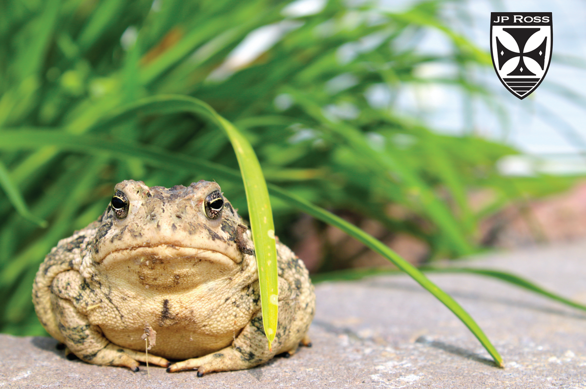 The TOAD re-enforced butt section S-Glass Fly Rod – JP Ross Fly Rods ...